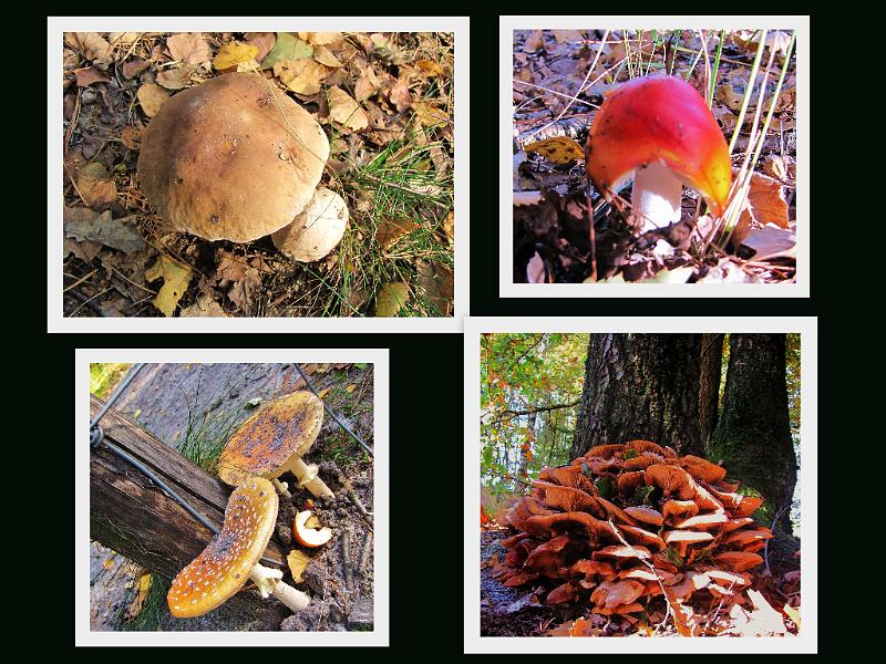 Wandeling van Monke en Judith op 21-10-2012 (68).jpg